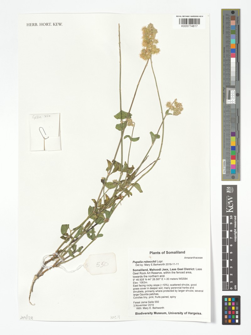 Pupalia robecchii