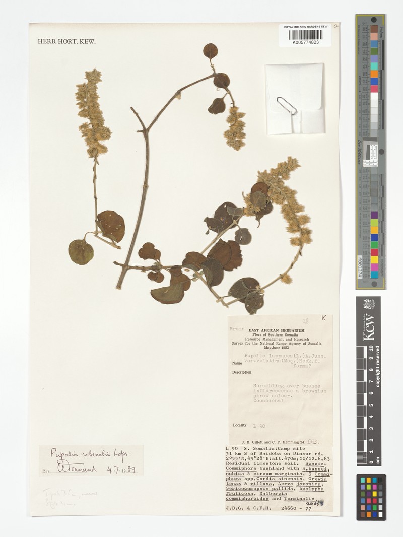 Pupalia robecchii photo 2