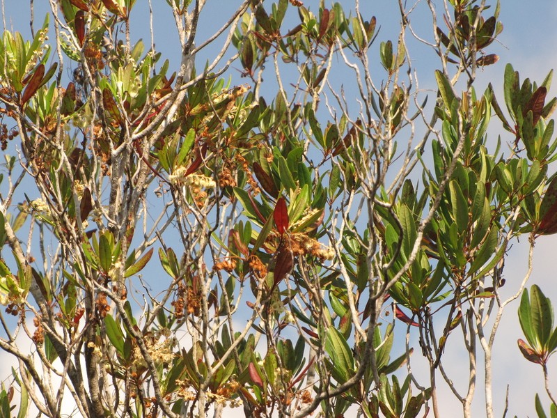Purdiaea belizensis
