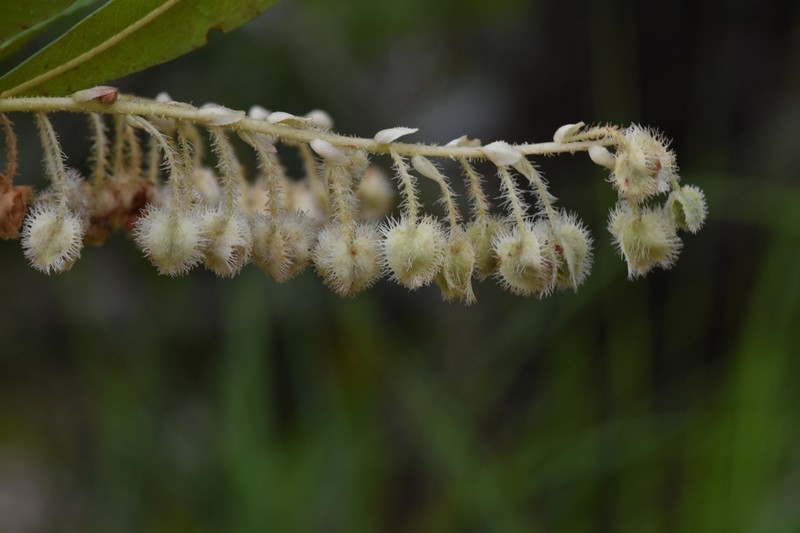 Purdiaea belizensis photo 2