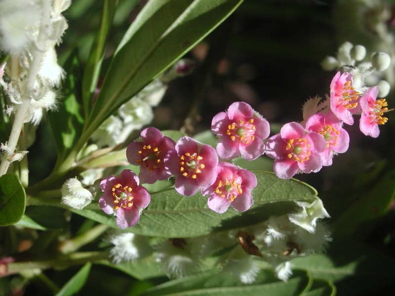Purdiaea belizensis photo 4