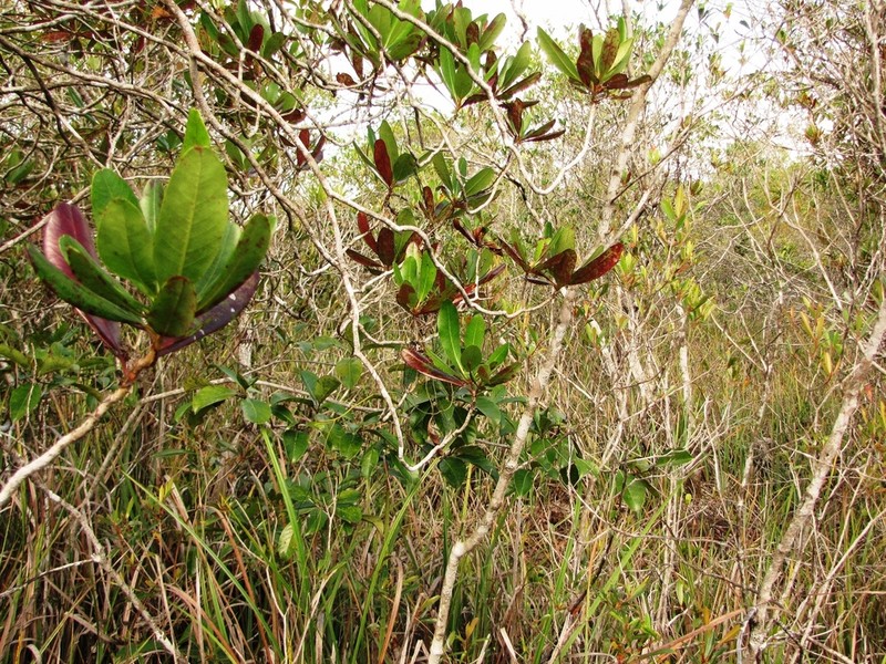 Purdiaea belizensis photo 5