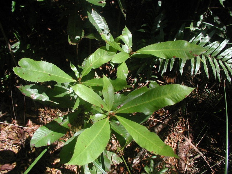 Purdiaea belizensis photo 6