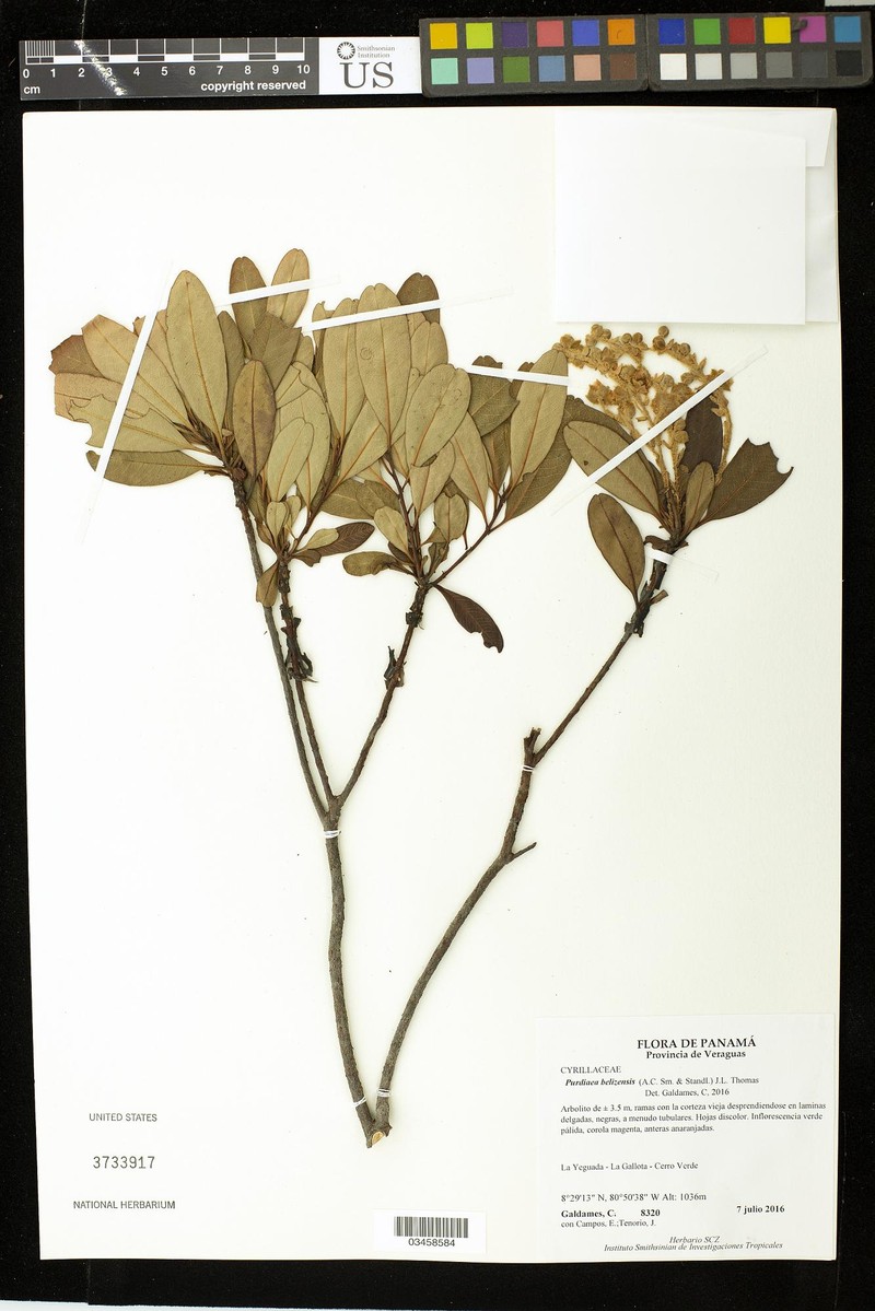 Purdiaea belizensis photo 7