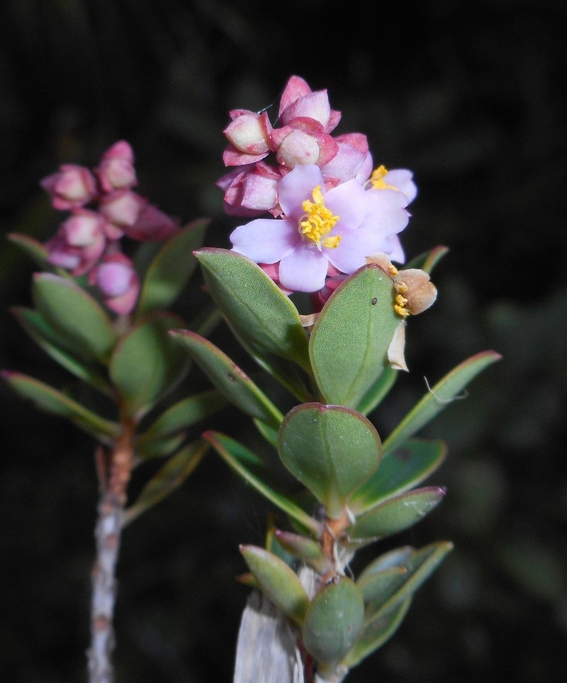 Purdiaea microphylla