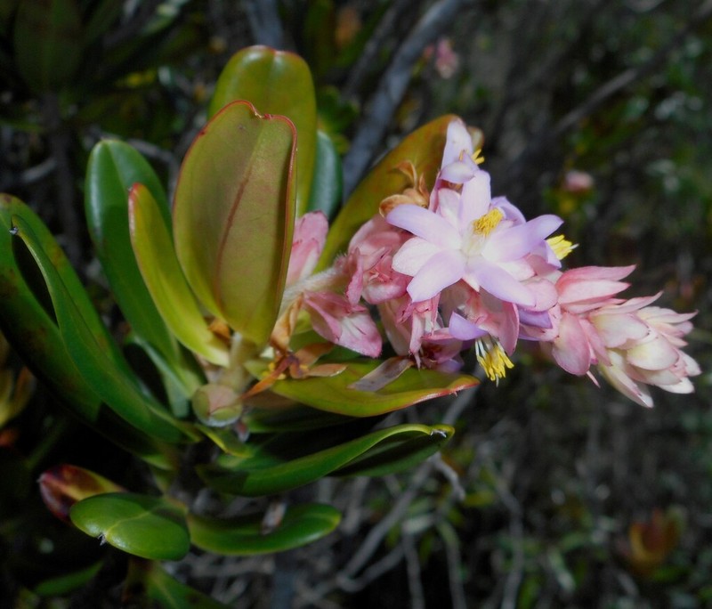Purdiaea moaensis photo 2