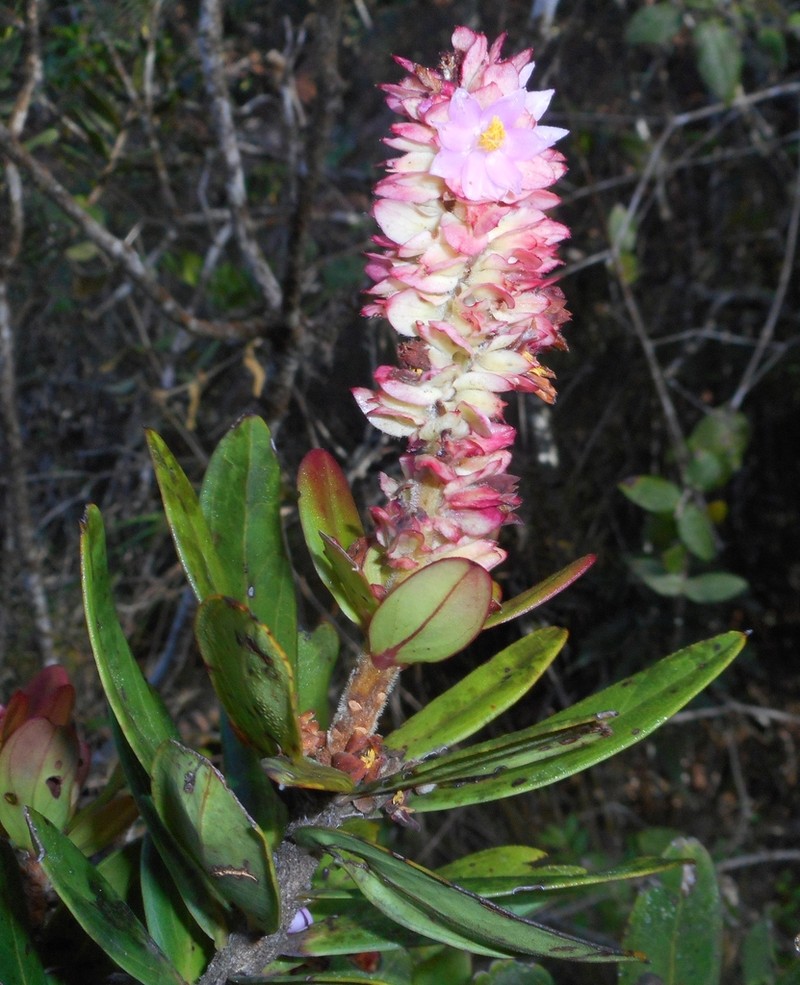 Purdiaea moaensis photo 3