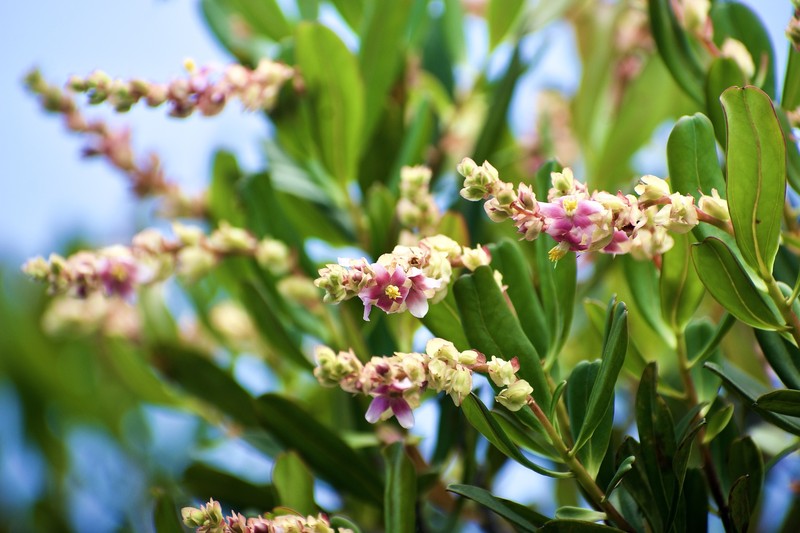 Purdiaea moaensis photo 4