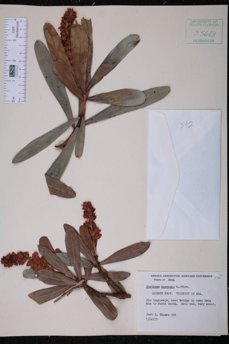 Purdiaea moaensis photo 5