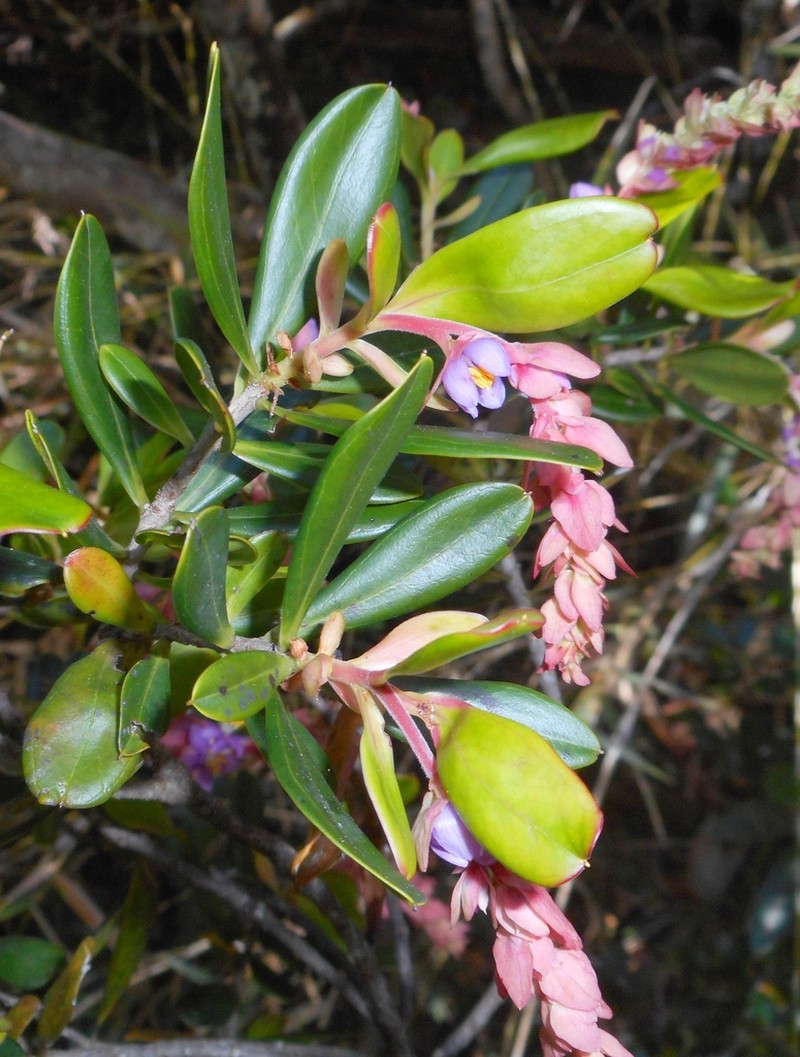Purdiaea nipensis