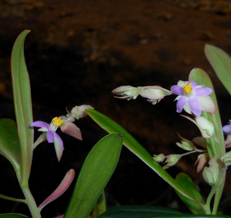 Purdiaea nipensis photo 2