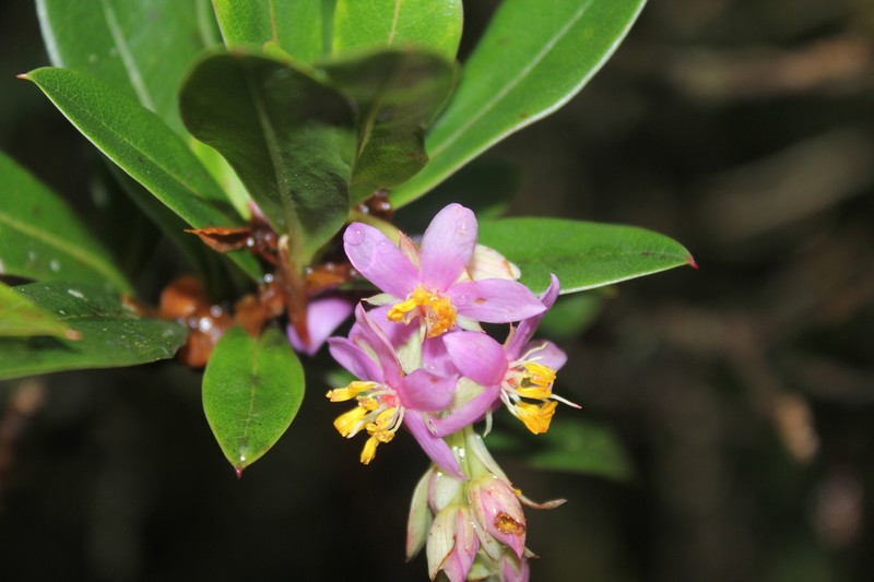 Purdiaea nutans