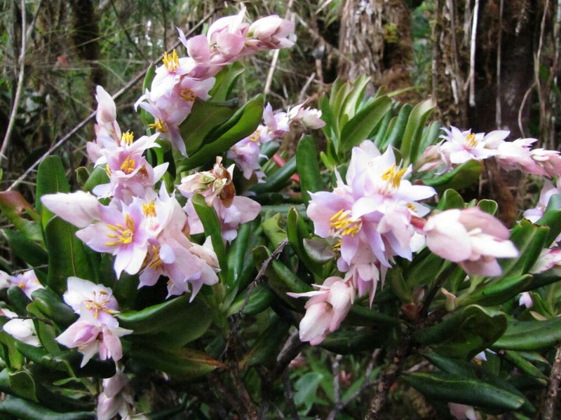 Purdiaea nutans photo 2