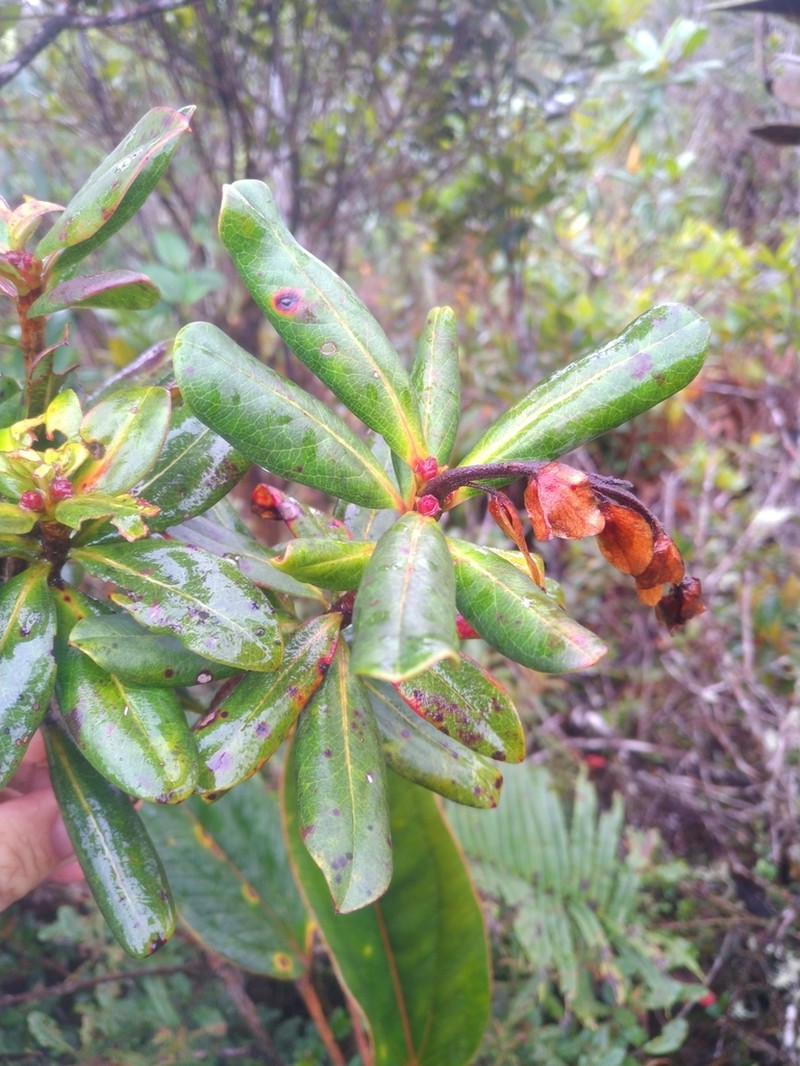 Purdiaea nutans photo 3