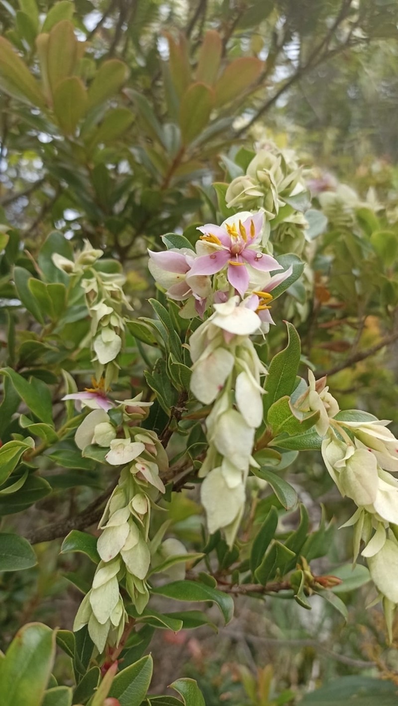 Purdiaea nutans photo 5