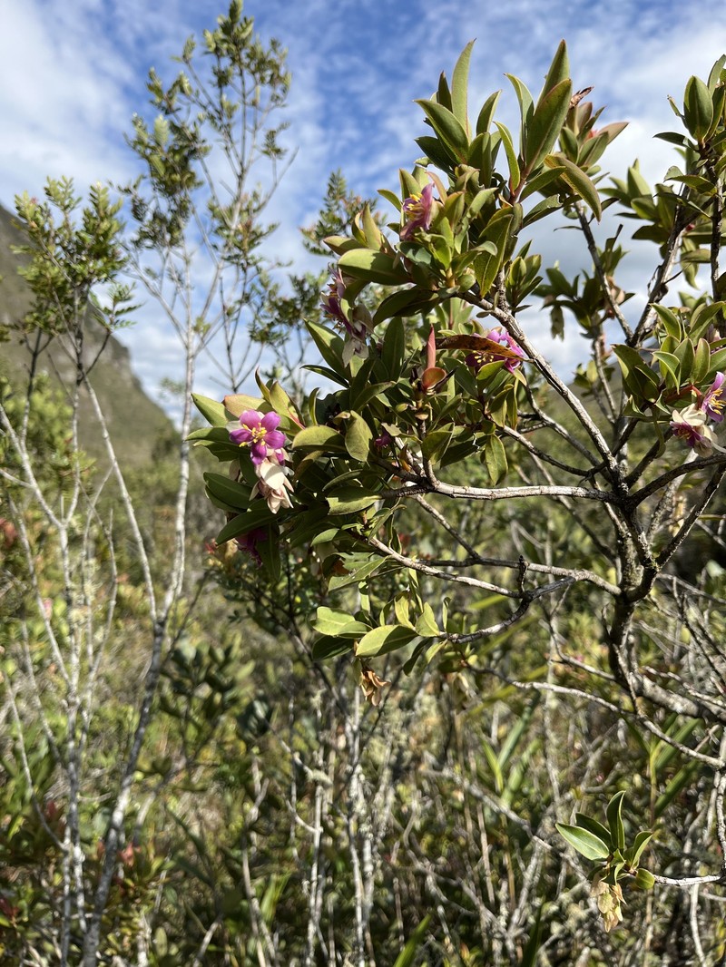 Purdiaea nutans photo 6