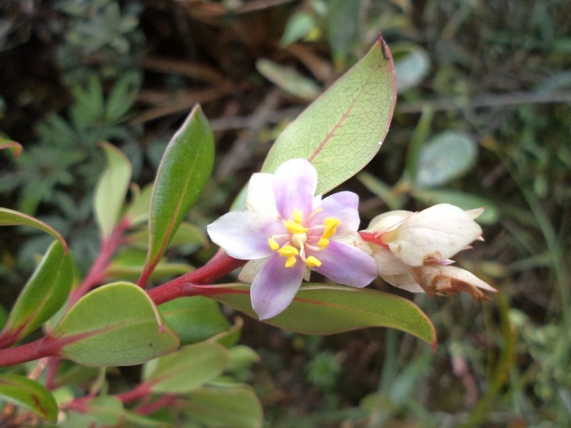 Purdiaea nutans photo 8