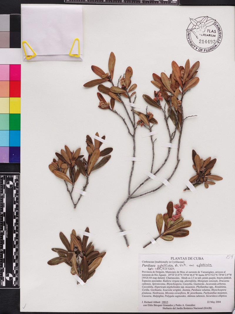 Purdiaea ophiticola var. ophiticola