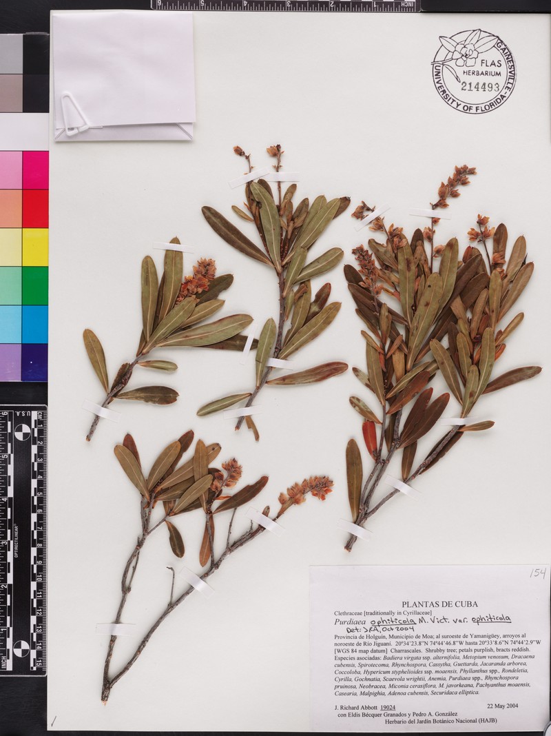 Purdiaea ophiticola var. ophiticola photo 2