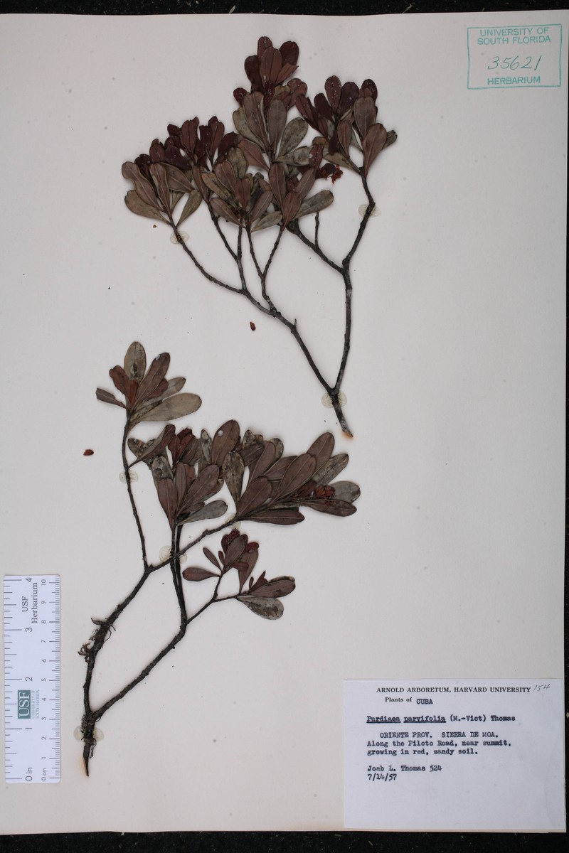 Purdiaea parvifolia