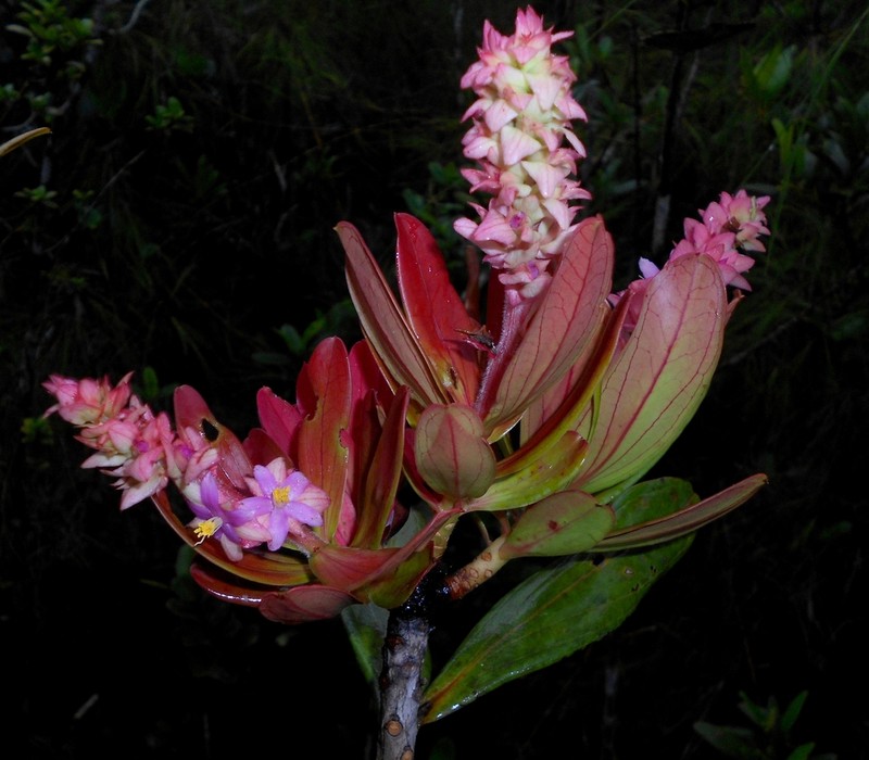 Purdiaea shaferi