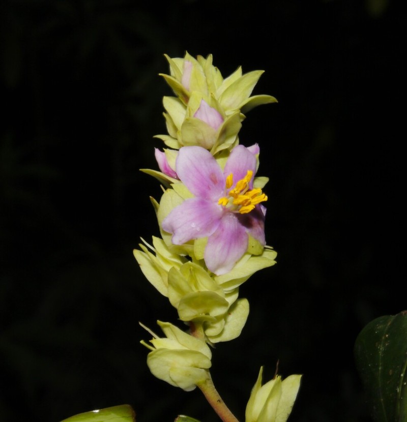 Purdiaea stenopetala