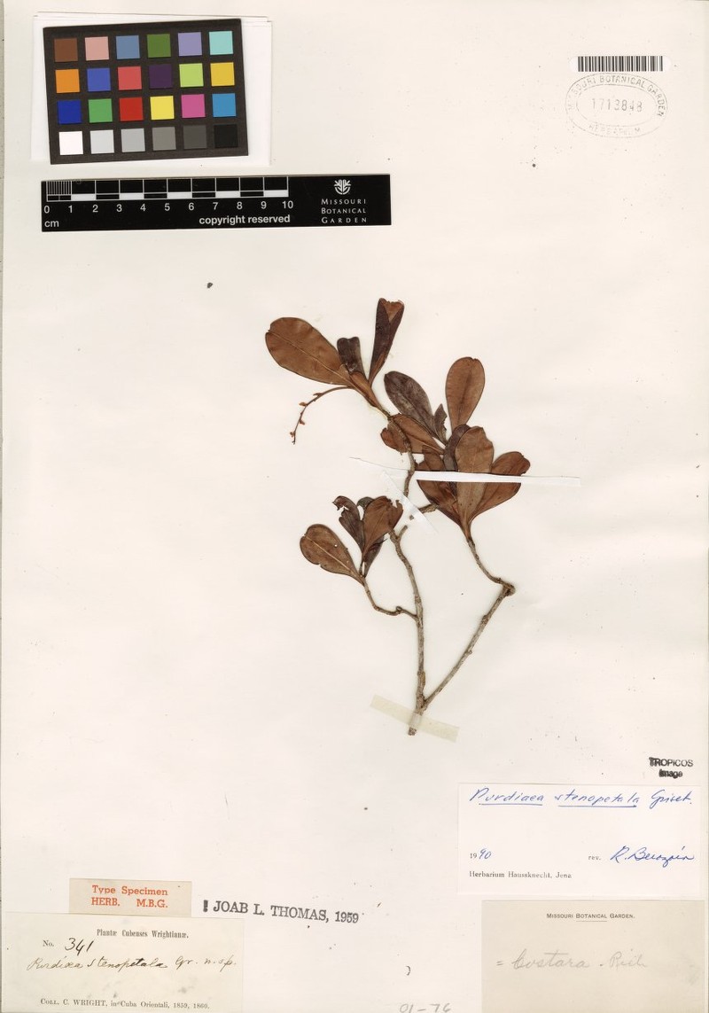 Purdiaea stenopetala photo 2