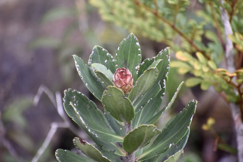 Purdiaea velutina