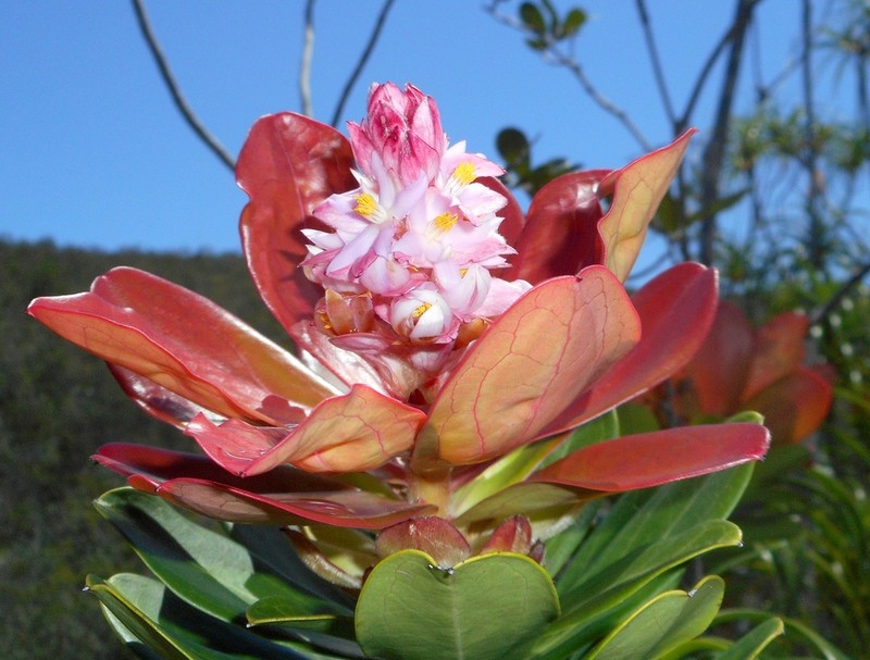 Purdiaea velutina photo 3
