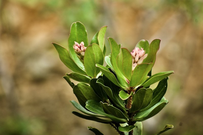Purdiaea velutina photo 4