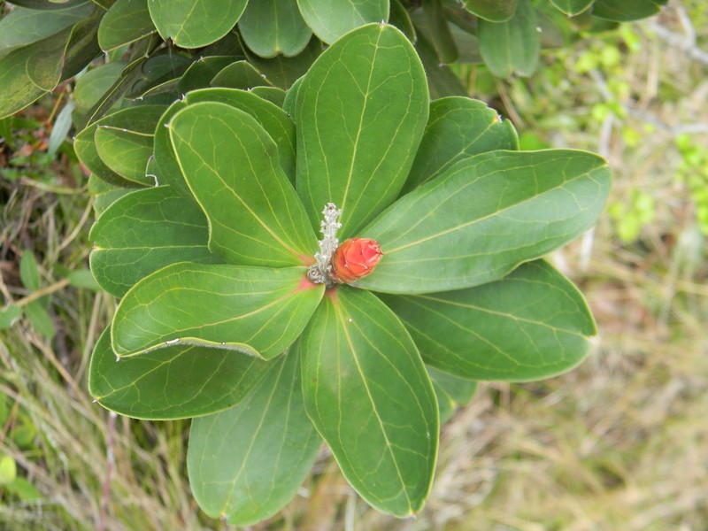 Purdiaea velutina photo 5