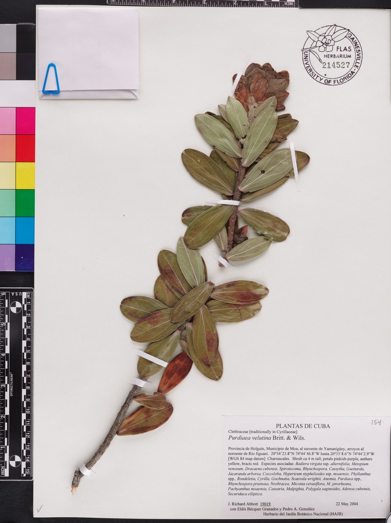 Purdiaea velutina photo 8