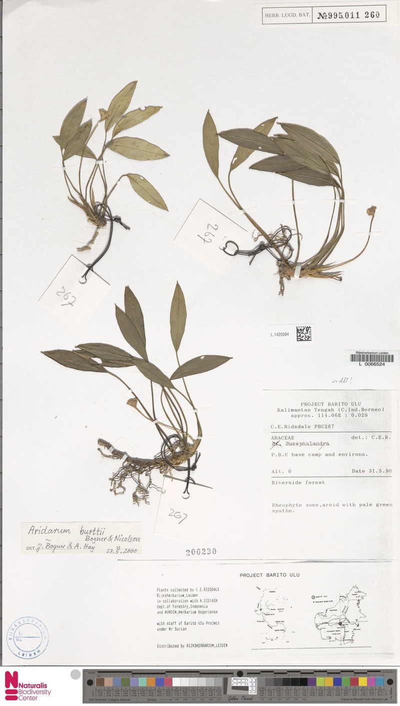 Pursegloveia burttii