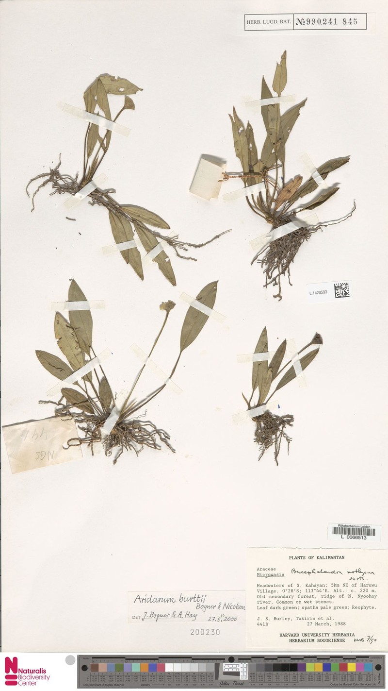 Pursegloveia burttii photo 2
