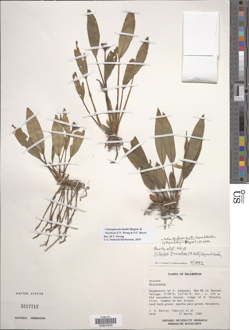 Pursegloveia burttii photo 3