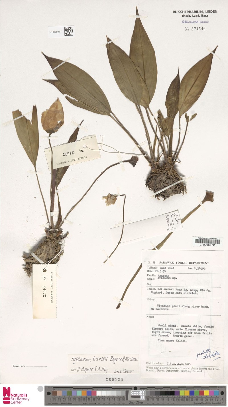 Pursegloveia burttii photo 4