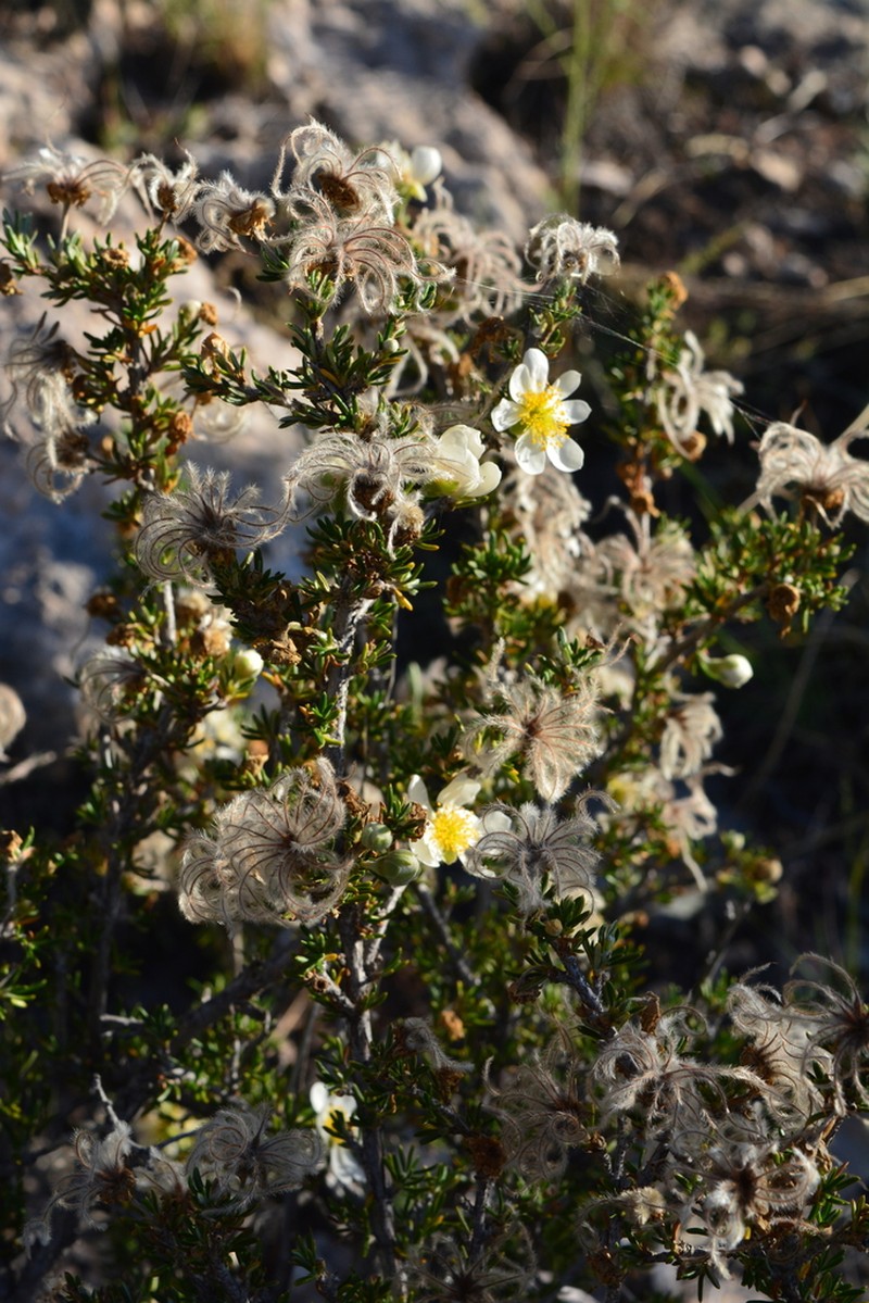 Heath Cliffrose