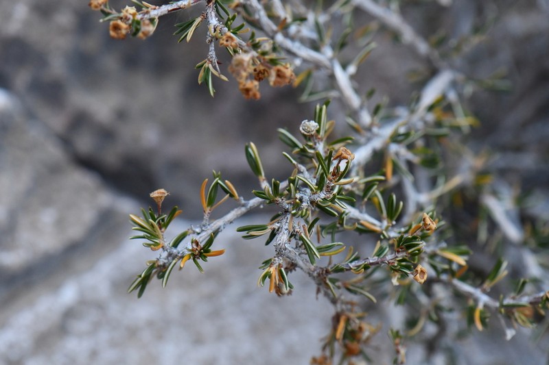 Heath Cliffrose photo 2