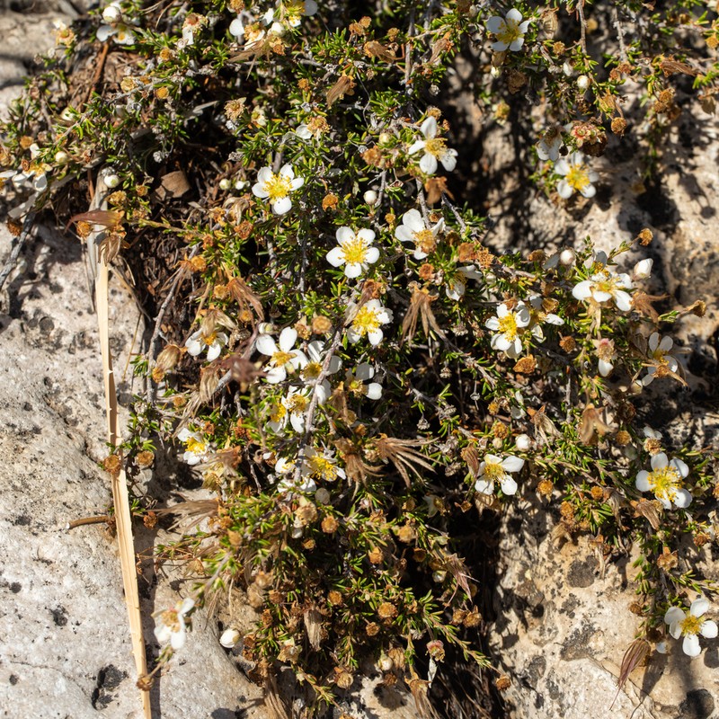 Heath Cliffrose photo 3