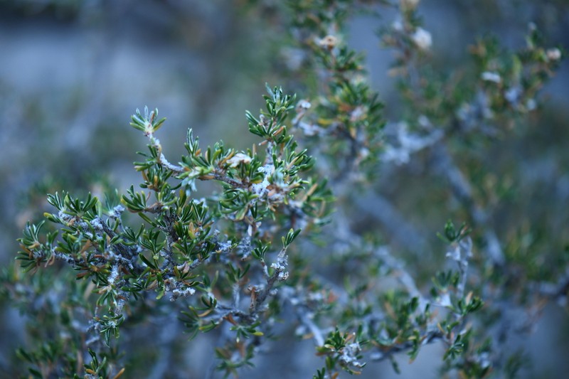Heath Cliffrose photo 4