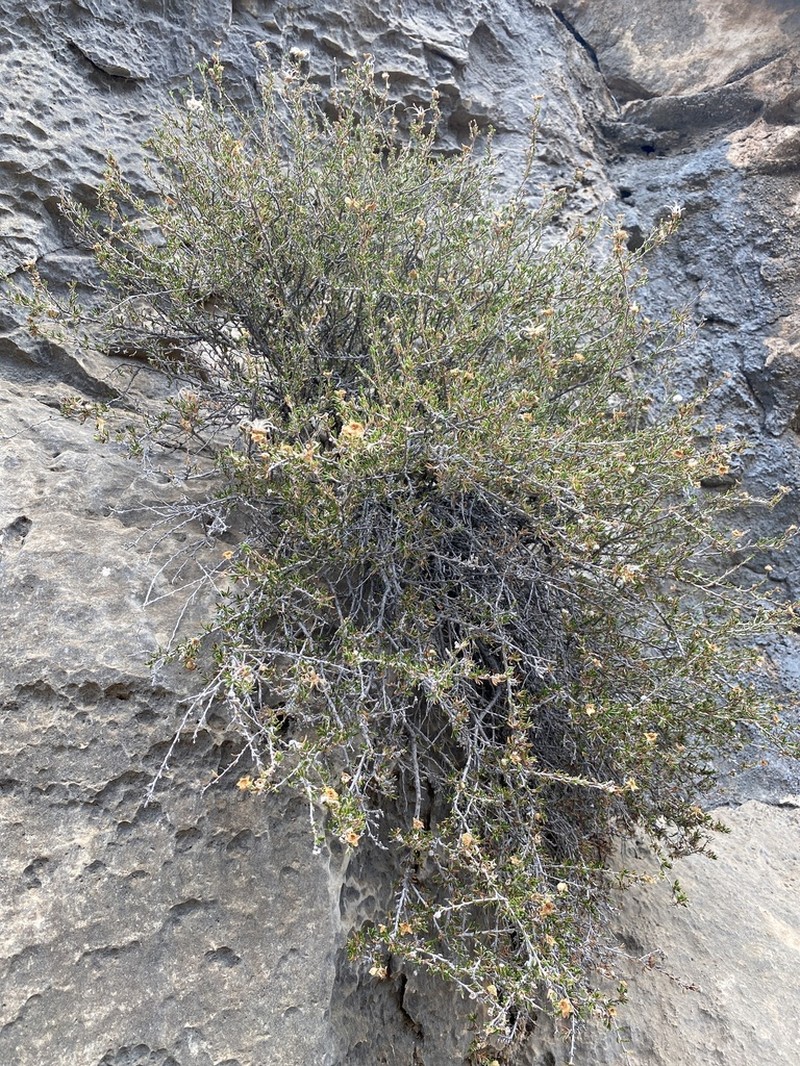 Heath Cliffrose photo 5