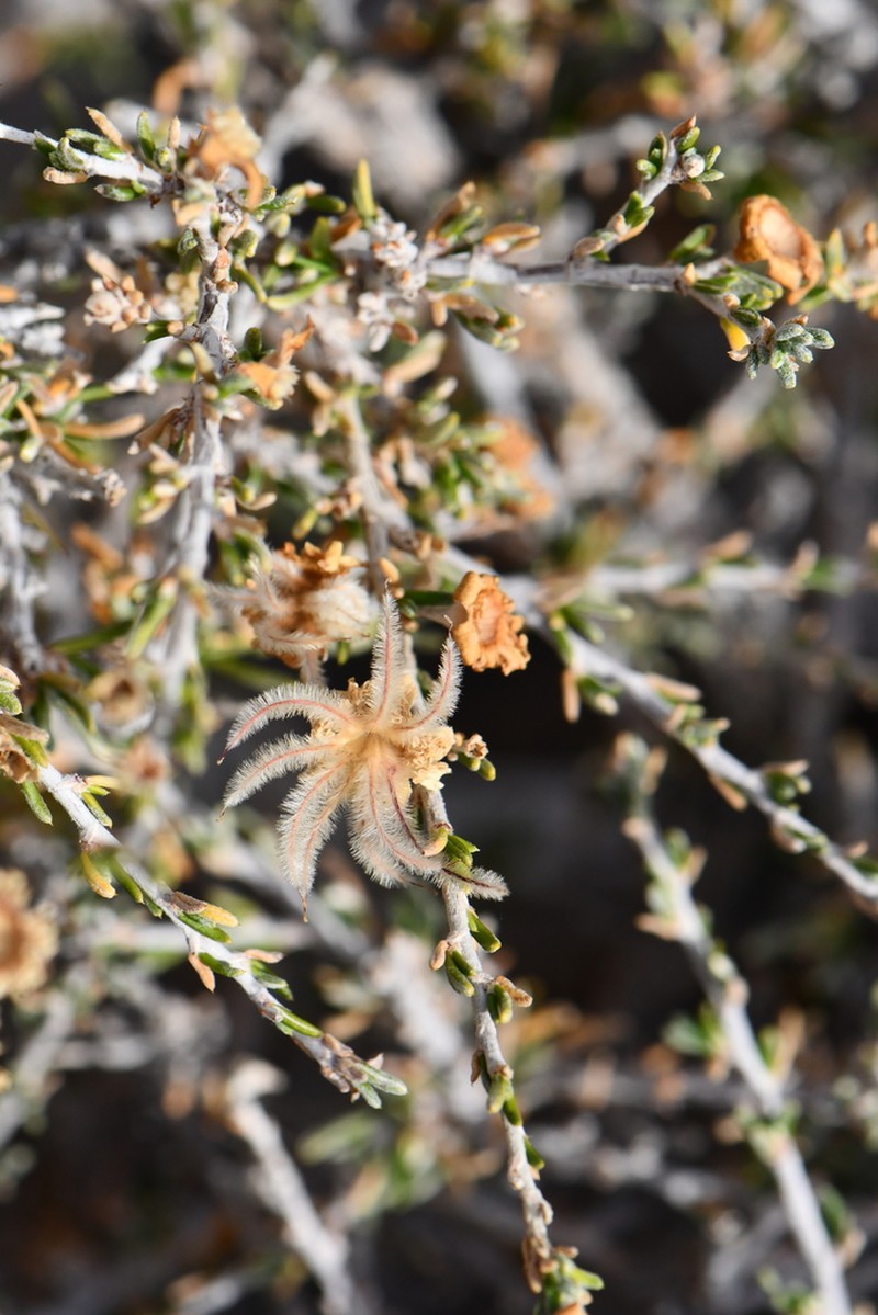 Heath Cliffrose photo 6