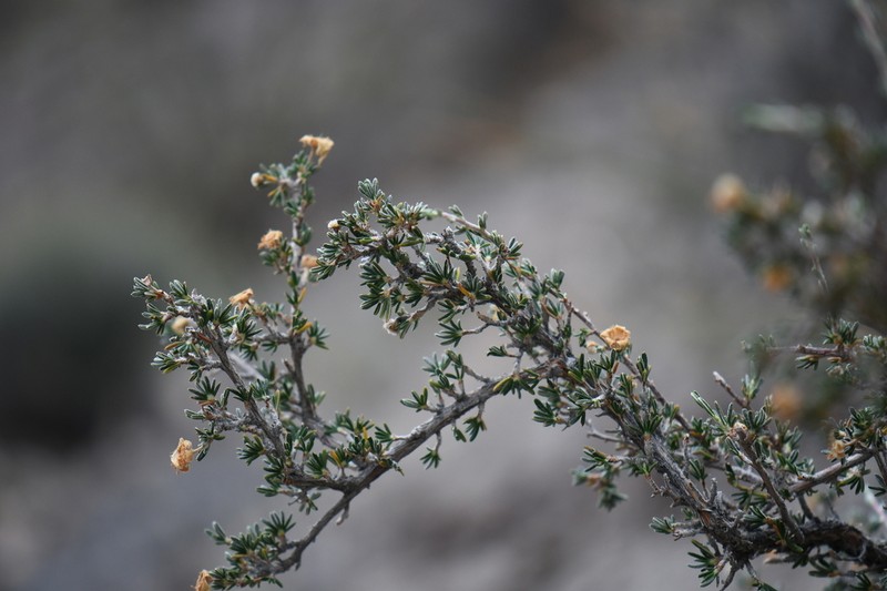 Heath Cliffrose photo 7