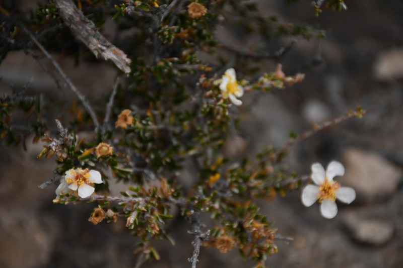 Heath Cliffrose photo 8