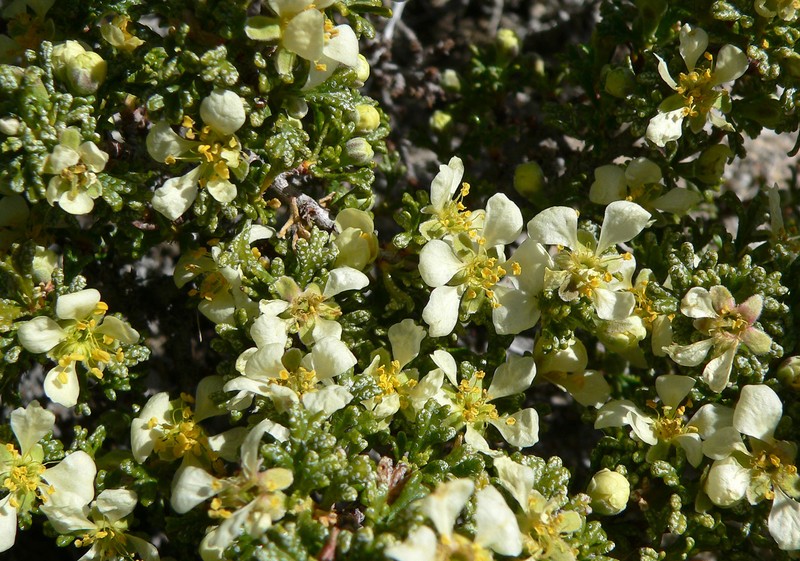 Desert Bitterbrush photo 4