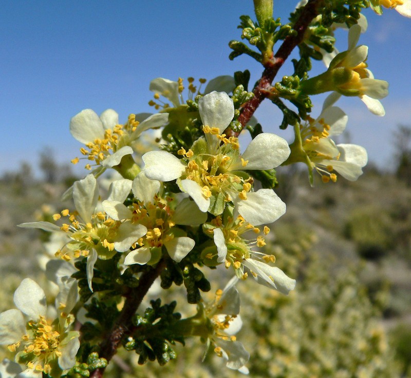 Desert Bitterbrush