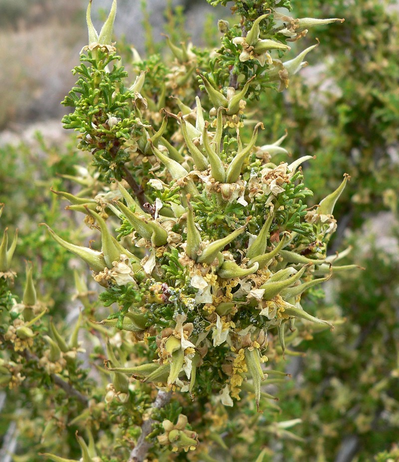 Desert Bitterbrush photo 2