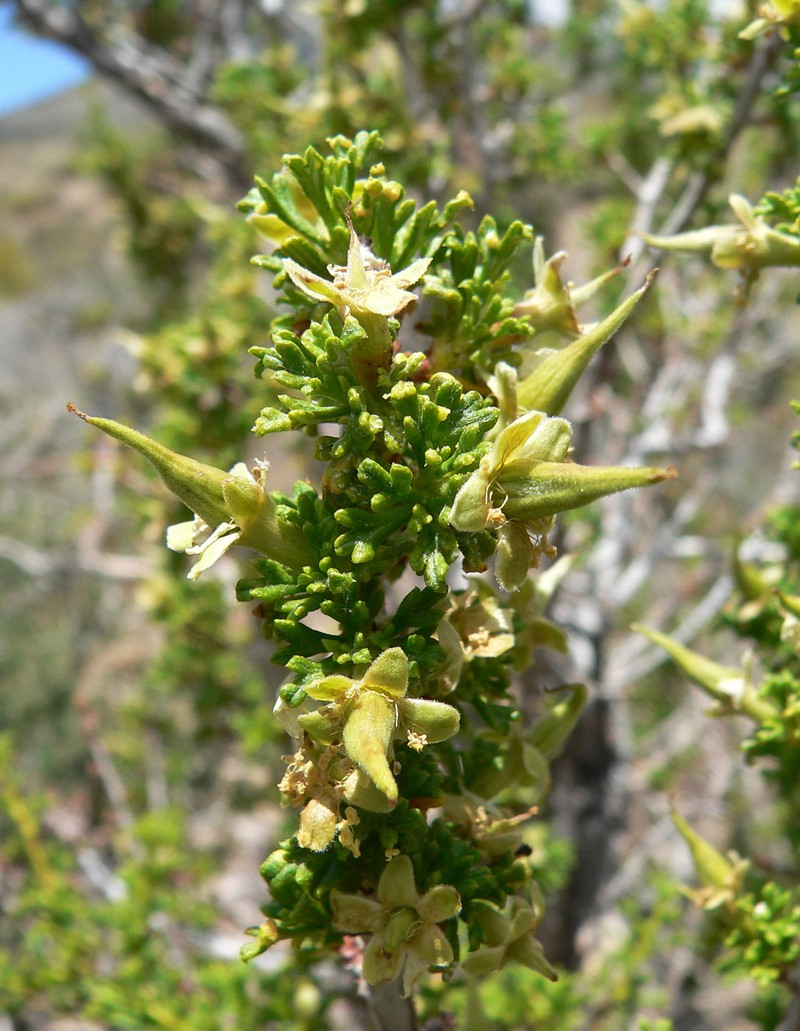 Desert Bitterbrush photo 3