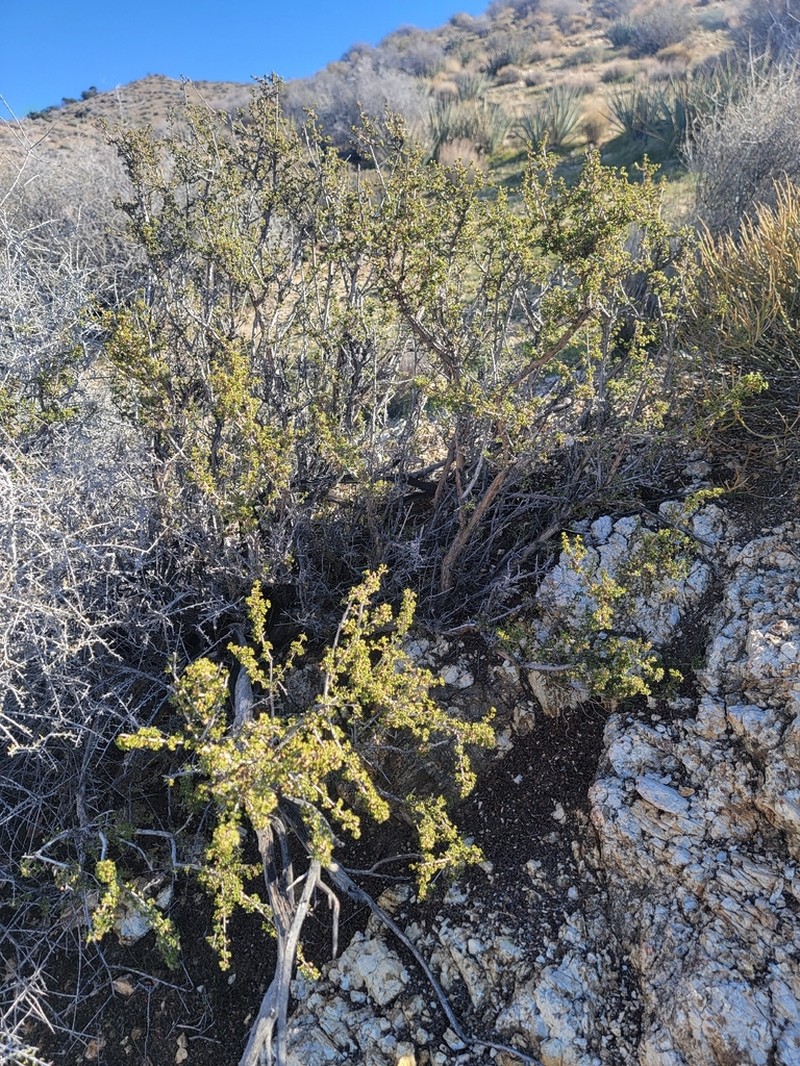 Desert Bitterbrush photo 4