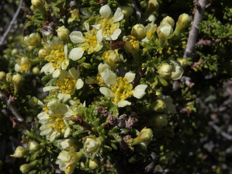 Desert Bitterbrush photo 8